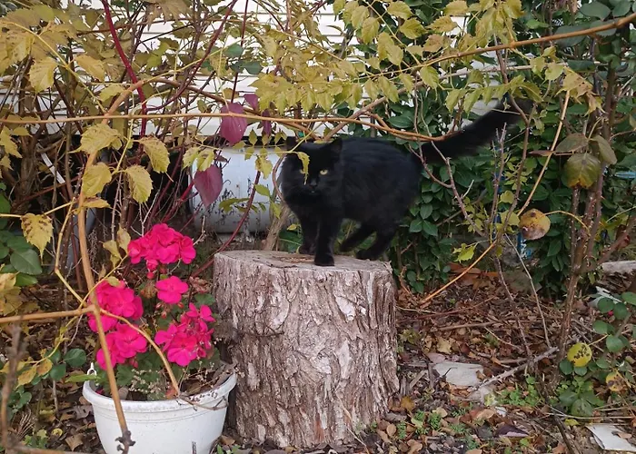 Csendar Haz アパート *